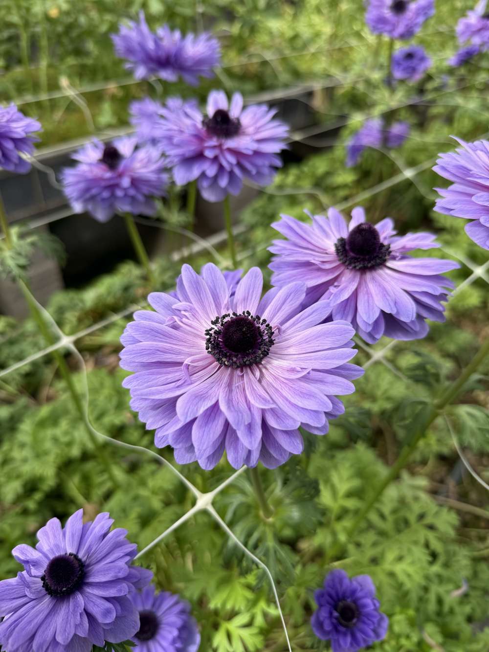 Anemon 'Levante Blu'